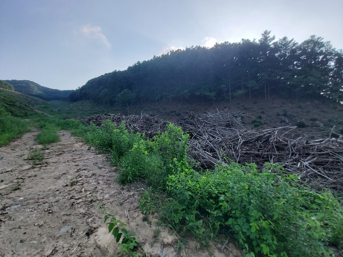충남 공주시 유구읍 명곡리 산25 임야 사진 2