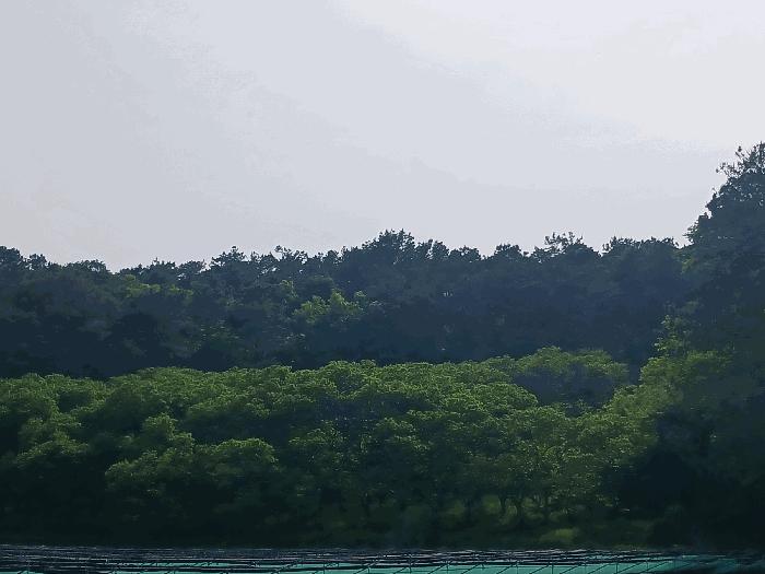 충남 공주시 이인면 신영리 458-10 임야 사진 2