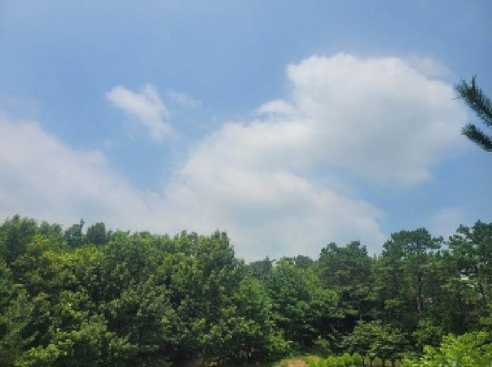 충남 공주시 이인면 신영리 458-10 임야 사진 6