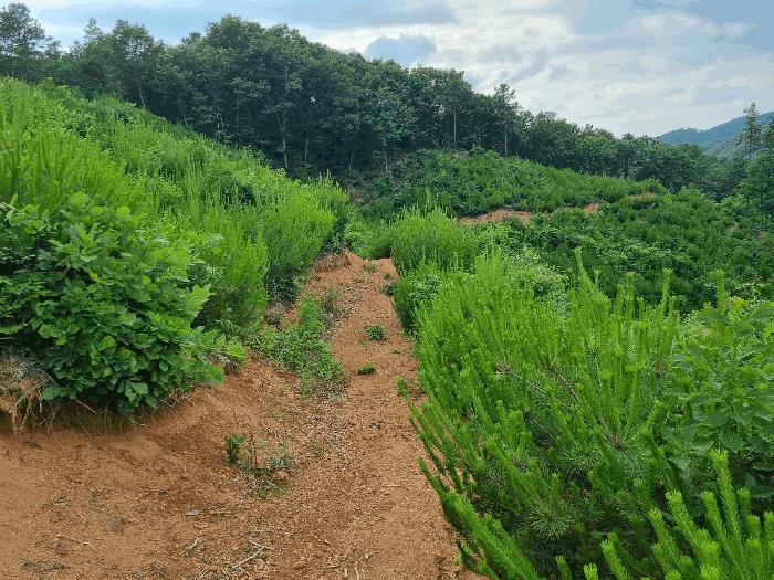 충남 천안시 동남구 광덕면 신덕리 206-4 임야 사진 2