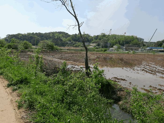 충남 당진시 송악읍 월곡리 57-1 답 사진 3