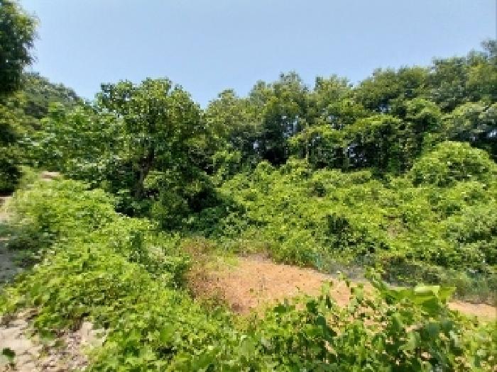 충남 공주시 정안면 상룡리 131-3 임야 사진 3